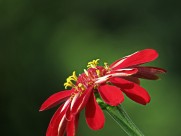 百日草图片大全