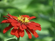 百日草图片大全