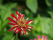 百日草图片大全