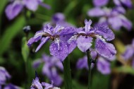 雨中鸢尾花图片