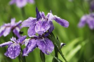 雨中鸢尾花图片