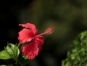 艳丽的扶桑花图片