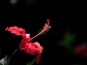 艳丽的扶桑花图片