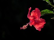 艳丽的扶桑花图片