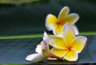 鸡蛋花图片大全
