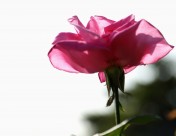 各种颜色的月季花图片