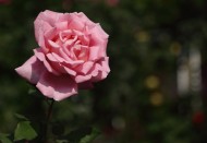 各种颜色的月季花图片