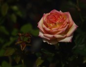 各种颜色的月季花图片