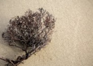 沙滩上死掉的干植物图片