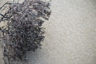 沙滩上死掉的干植物图片