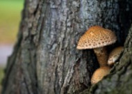 神秘的蘑菇图片