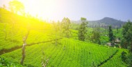 茶园景色图片