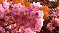 绚烂的粉色樱花图片大全