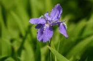 鸢尾花图片