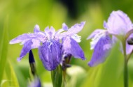 鸢尾花图片
