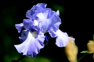 鸢尾花图片