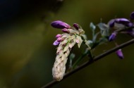紫藤花图片大全