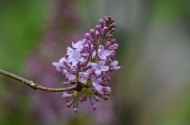 丁香花图片