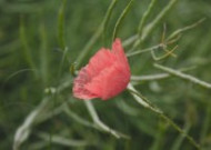 罂粟花图片