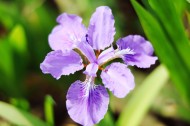 鸢尾花图片大全
