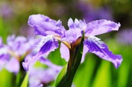 鸢尾花图片大全