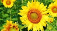向日葵图片一组