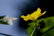 黄色丝瓜花图片