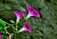 牵牛花图片大全