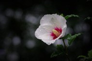 雨后木槿花图片