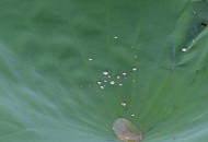 清晨的荷花图片