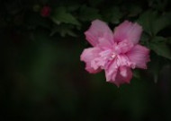 粉色木槿花图片