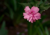 粉色木槿花图片