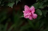 粉色木槿花图片