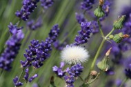 薰衣草图片大全