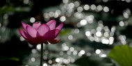 光影荷花图片大全