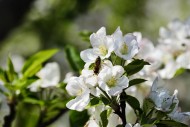 苹果花图片
