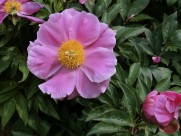 芍药花图片大全