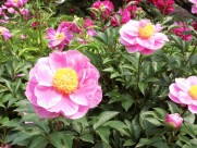 芍药花图片大全