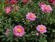 芍药花图片大全