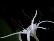 白色蜘蛛兰图片