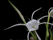 白色蜘蛛兰图片