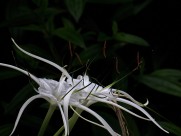 白色蜘蛛兰图片