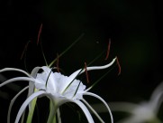 白色蜘蛛兰图片