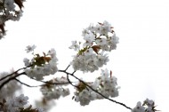 白色樱花图片大全