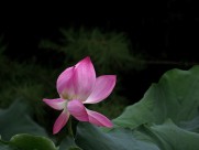 妩媚的粉色荷花图片