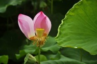 风雨中荷花图片大全