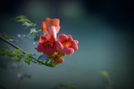 凌霄花图片大全