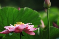 花朵 荷花图片