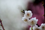 梅花图片