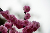 梅花图片